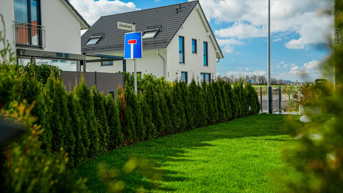 Rasenfläche in Benningen mit immergrüner Säulenhecke als Sichtschutz zur Straße